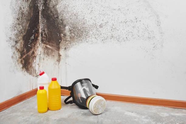 Best Kitchen Mold Remediation in Harkers Island, NC