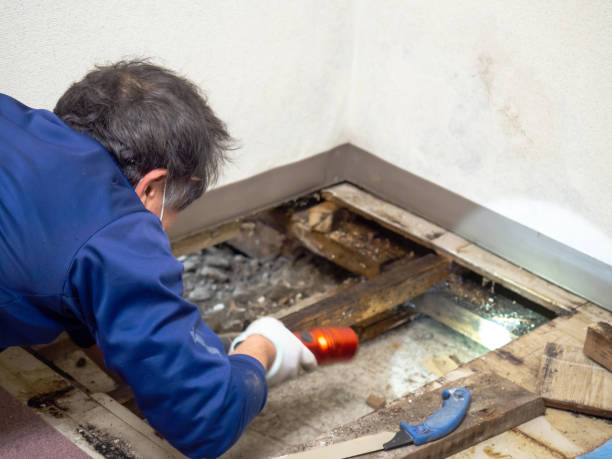 Best Attic Mold Remediation in Harkers Island, NC