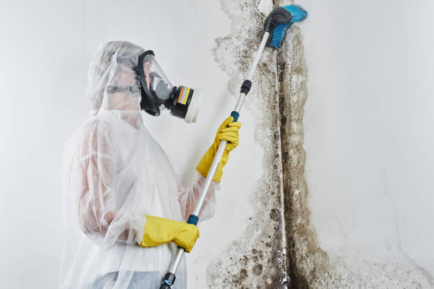 Best Residential Mold Remediation in Harkers Island, NC