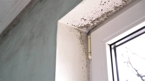 Best Bathroom Mold Remediation in Harkers Island, NC