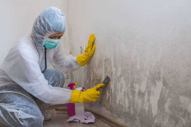 Best Preventive Mold Services in Harkers Island, NC