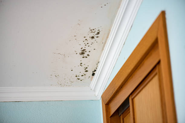 Best Commercial Mold Remediation in Harkers Island, NC