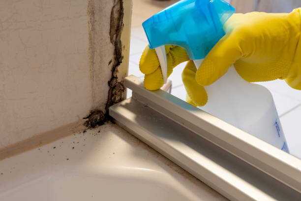 Best Basement Mold Remediation in Harkers Island, NC