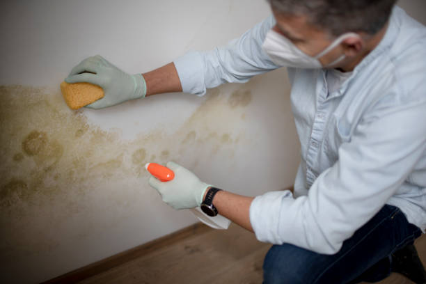 Best Emergency Mold Remediation in Harkers Island, NC