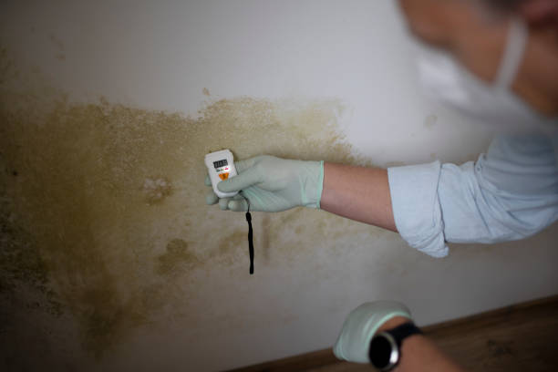 Best Preventive Mold Services in Harkers Island, NC