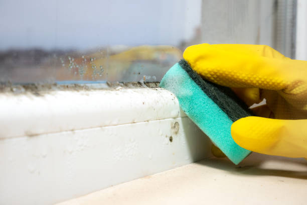 Best Residential Mold Remediation in Harkers Island, NC