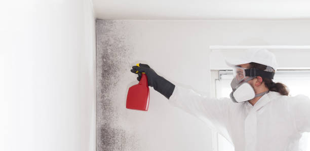 Best Mold Remediation for Specific Building Types in Harkers Island, NC