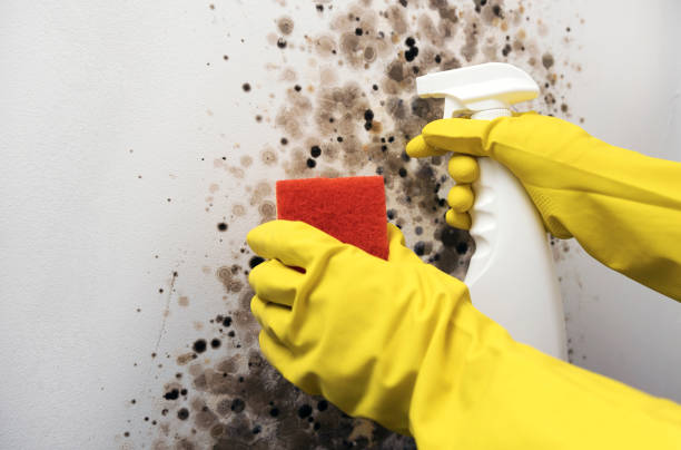 Best Bathroom Mold Remediation in Harkers Island, NC