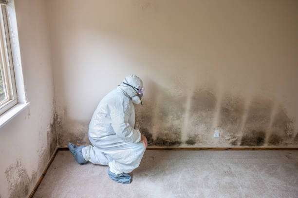 Best Black Mold Remediation in Harkers Island, NC