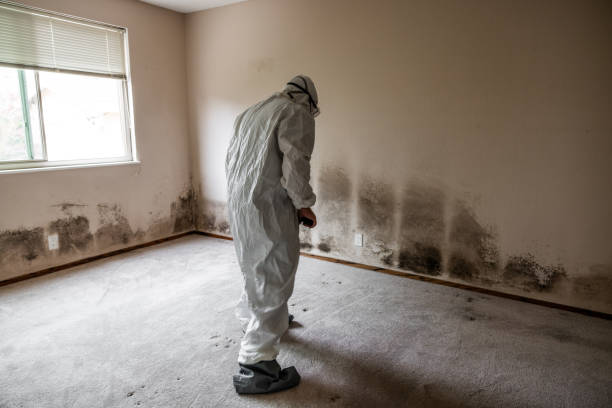 Best Residential Mold Remediation in Harkers Island, NC