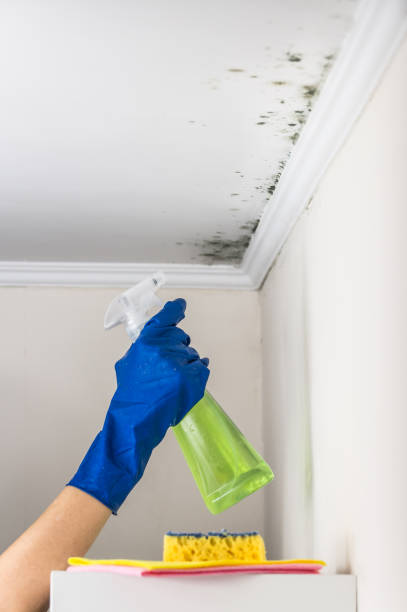 Best Emergency Mold Remediation in Harkers Island, NC